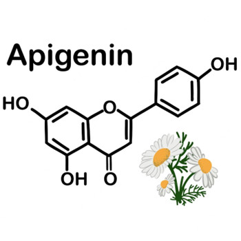 Was macht Apigenin im Körper?
